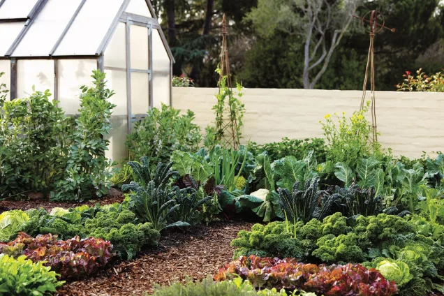 Garden with edible herbs and plants