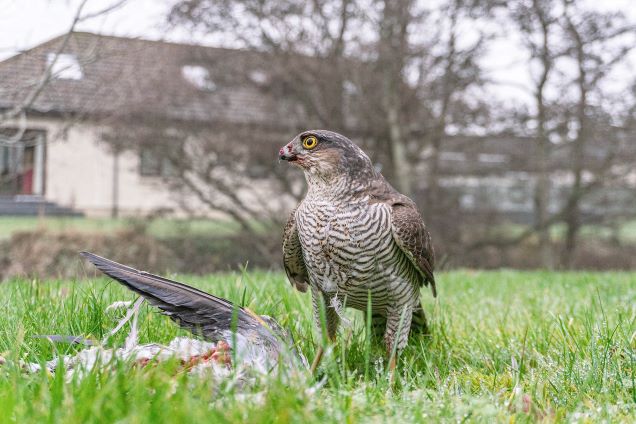 bird of prey in garden